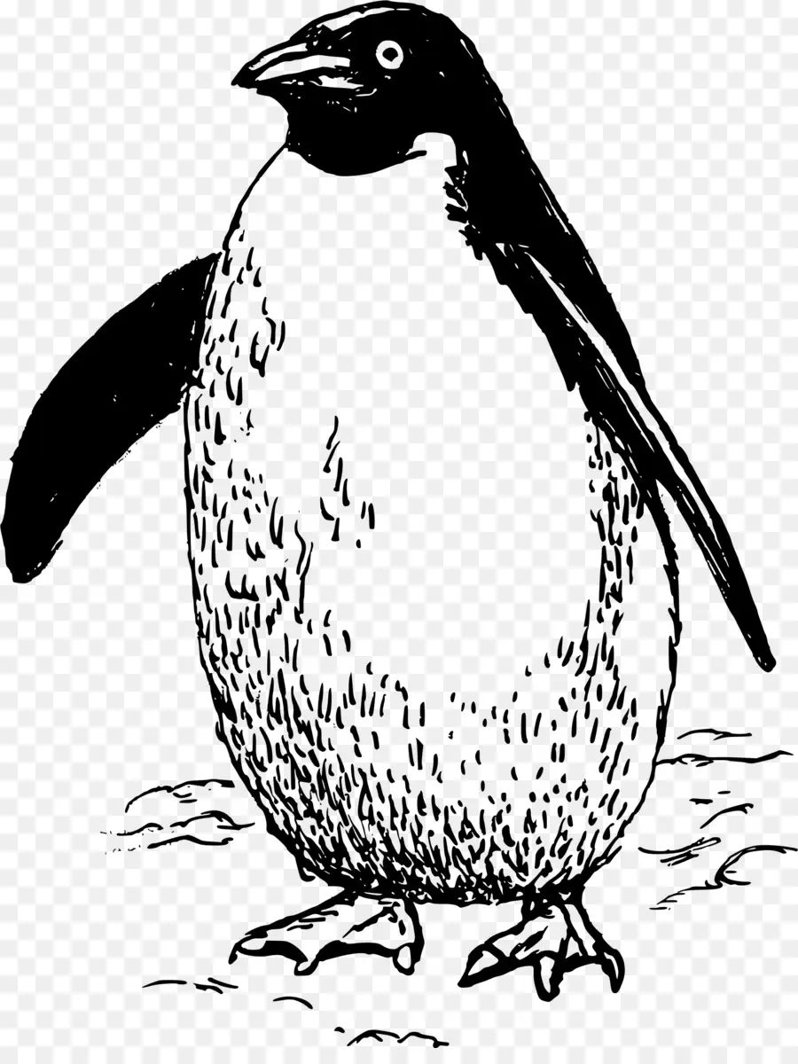 Penguin，Burung PNG