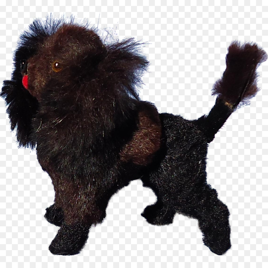 Affenpinscher，Anjing Berkembang Biak PNG