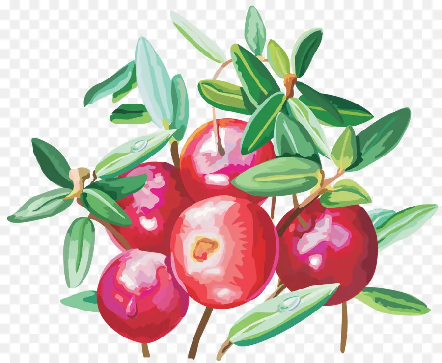 Cranberry，Buah Beri PNG