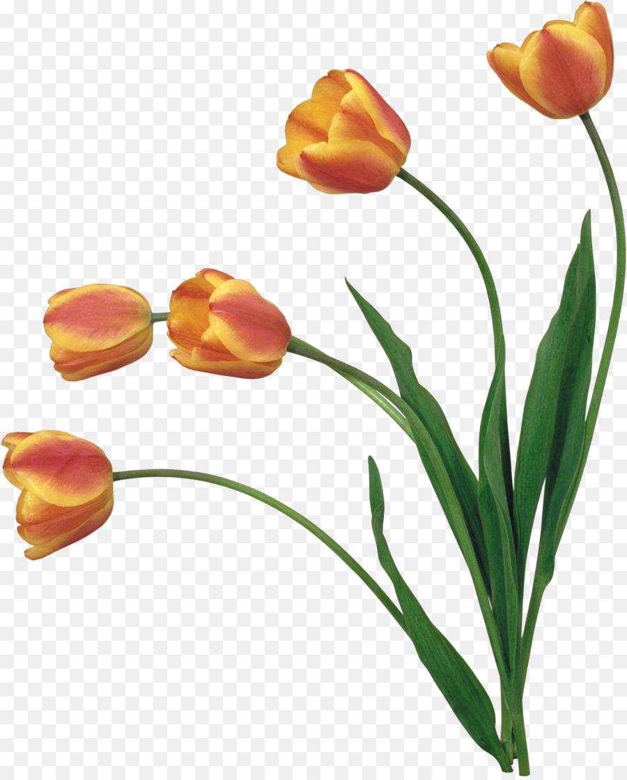 Tulip Kuning，Tulip PNG