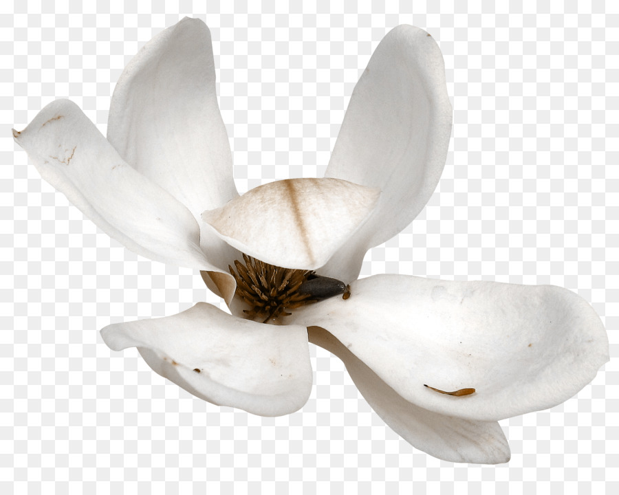 Bunga，Kelopak PNG