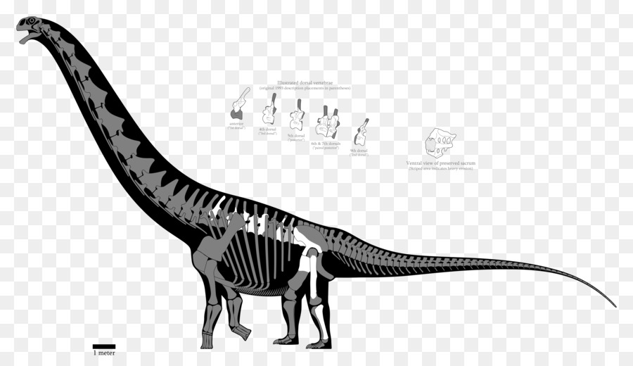 Argentinosaurus，Puertasaurus PNG