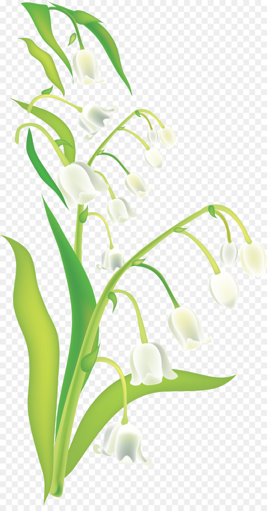 Lily Of The Valley，Rasa PNG