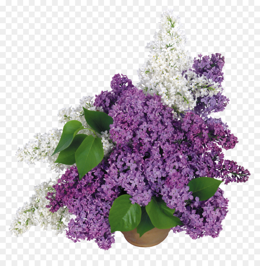 Desktop Wallpaper，Lilac Umum PNG