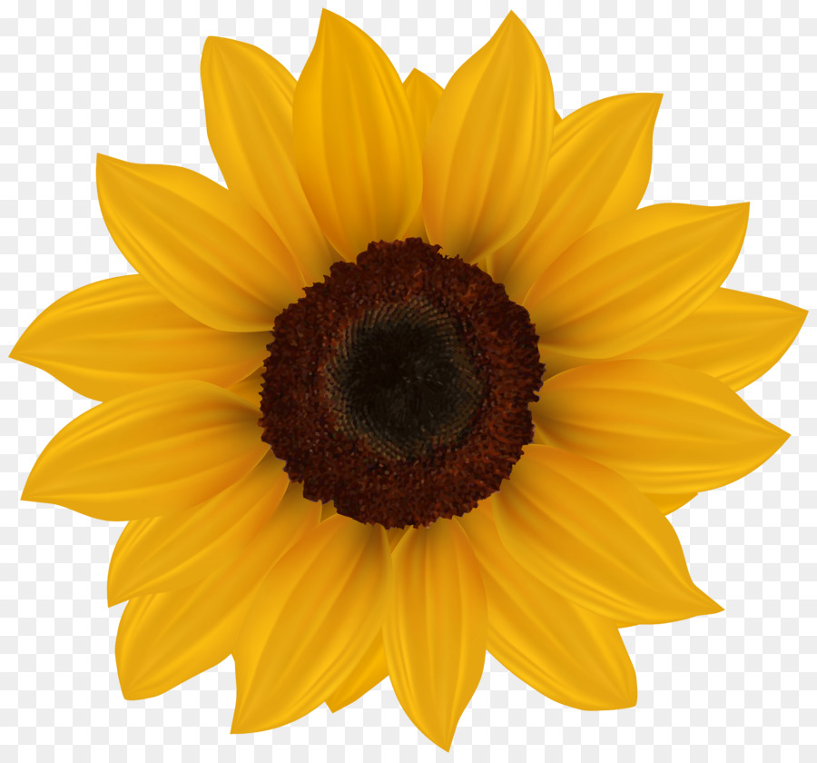 Umum Bunga Matahari，Ikon Komputer PNG