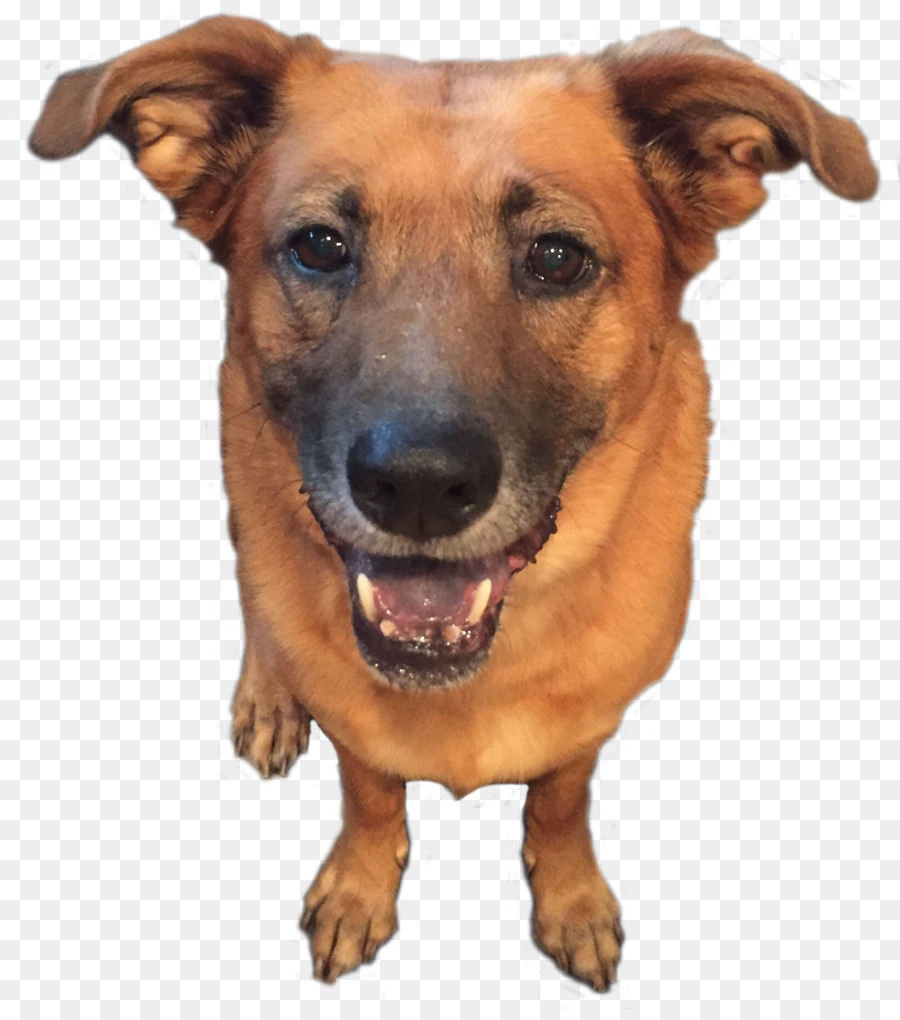 Anjing，Senang PNG