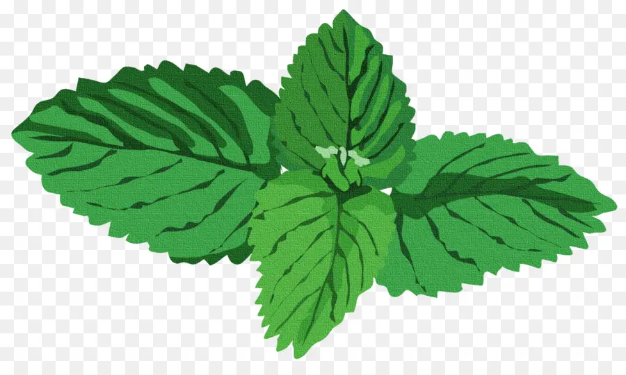 Daun Mint，Herba PNG