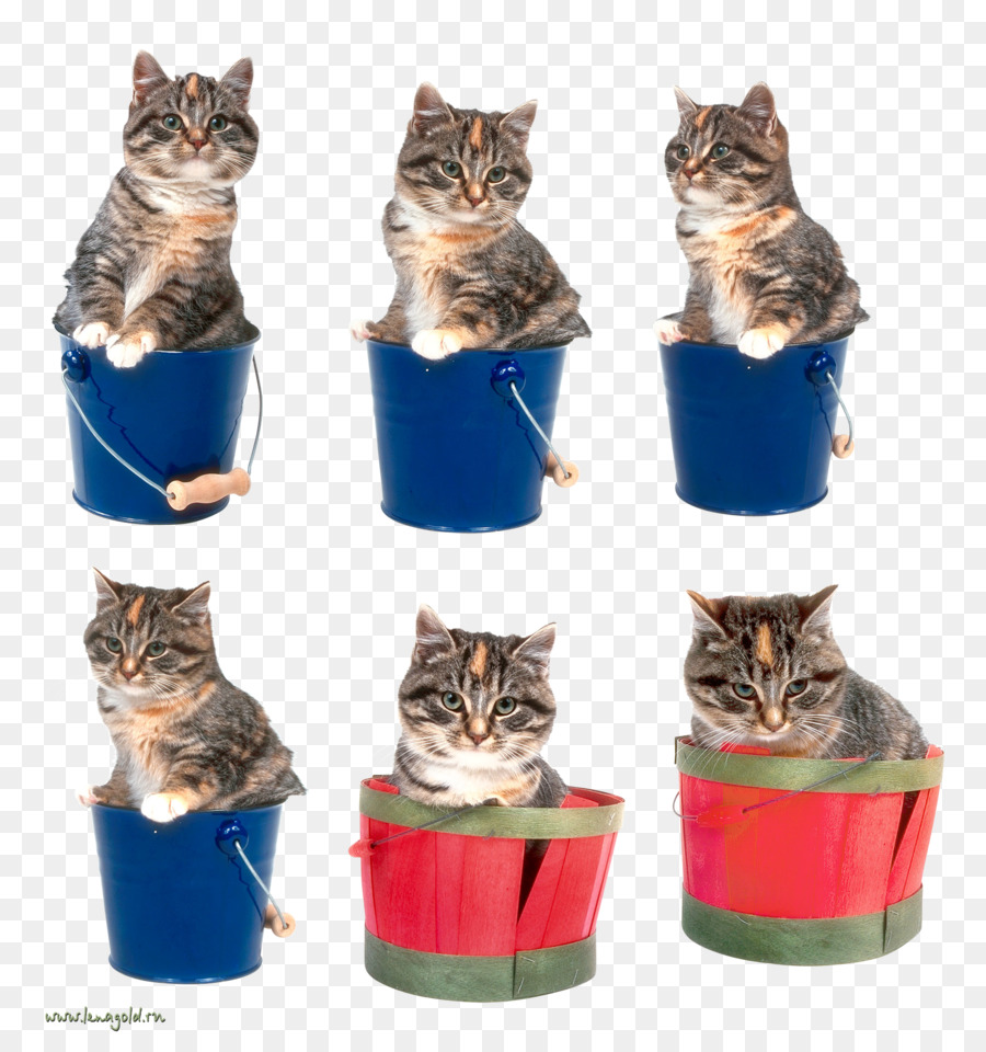 Kucing，Format File Gambar PNG