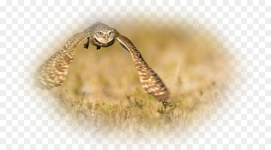 Sepatu Cheetah，Desktop Wallpaper PNG