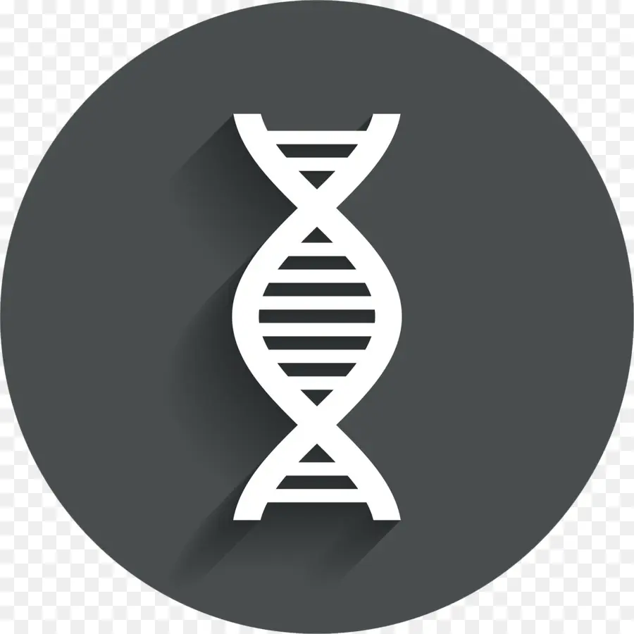 Dna，Dna Polimerase PNG