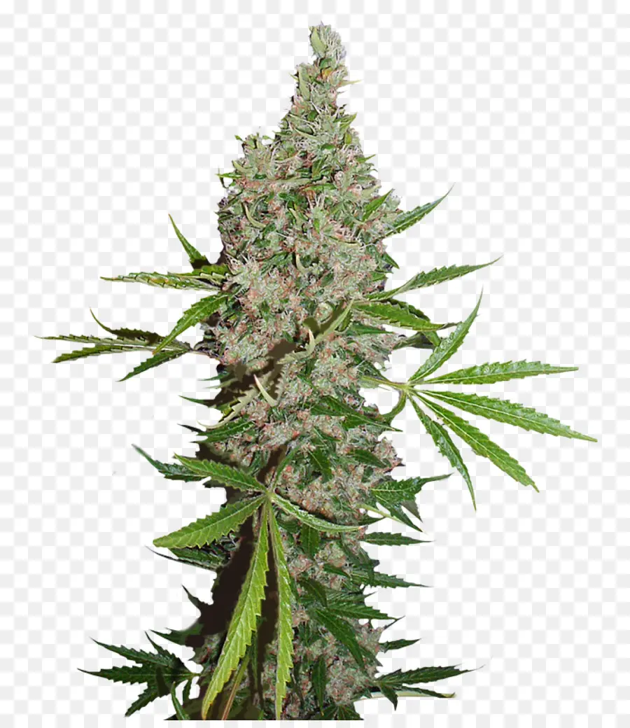 Bud Ganja，Ganja PNG