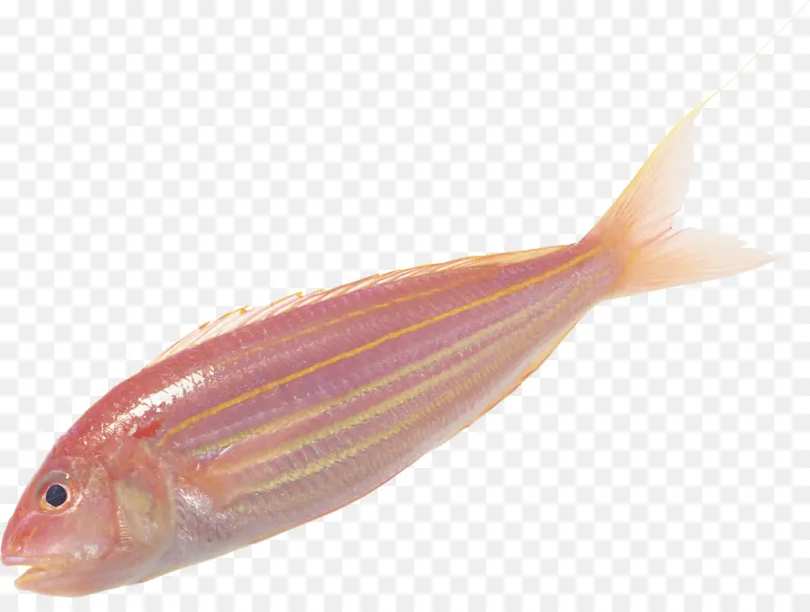 Ikan Merah，Laut PNG