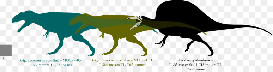 Spinosaurus，Oxalaia PNG