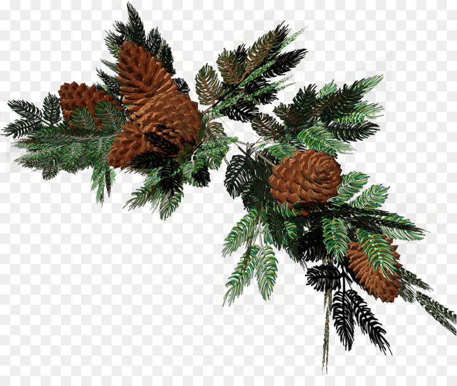 Cemara，Pinus PNG