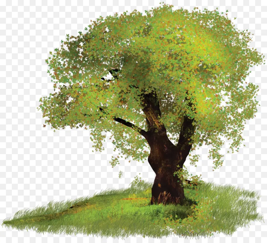 Pohon，Gambar Digital PNG