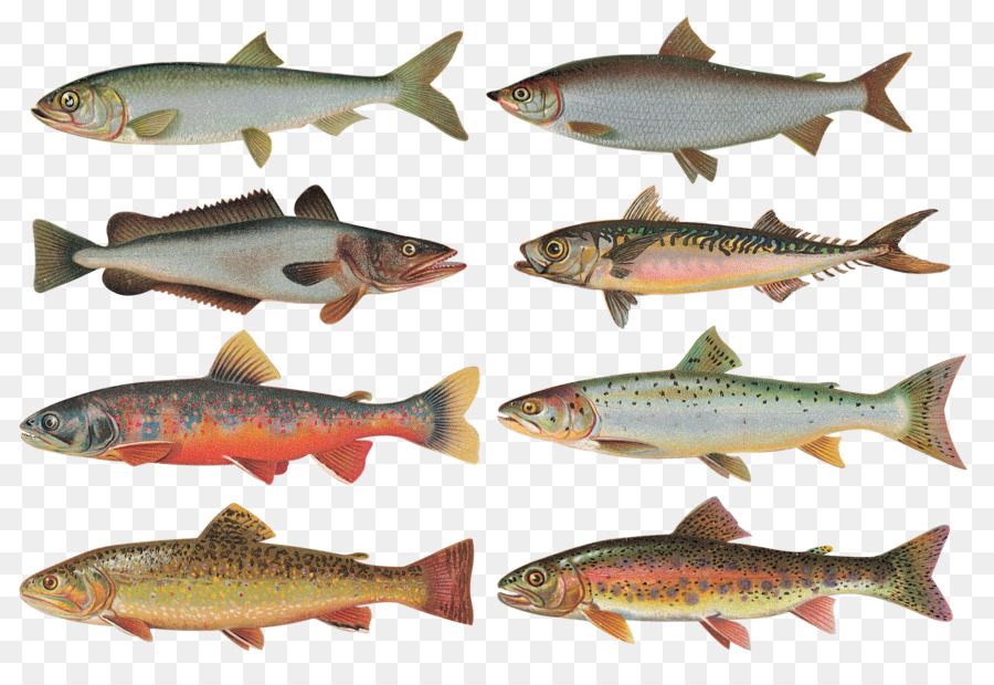 Ikan，Fototapeta PNG