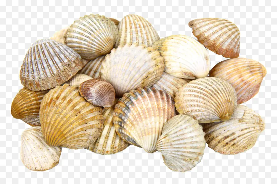 Kerang，Tiram PNG