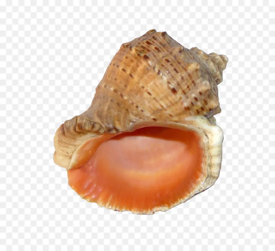 Kerang Laut，Laut PNG