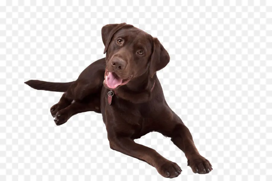 Labrador Coklat，Anjing PNG