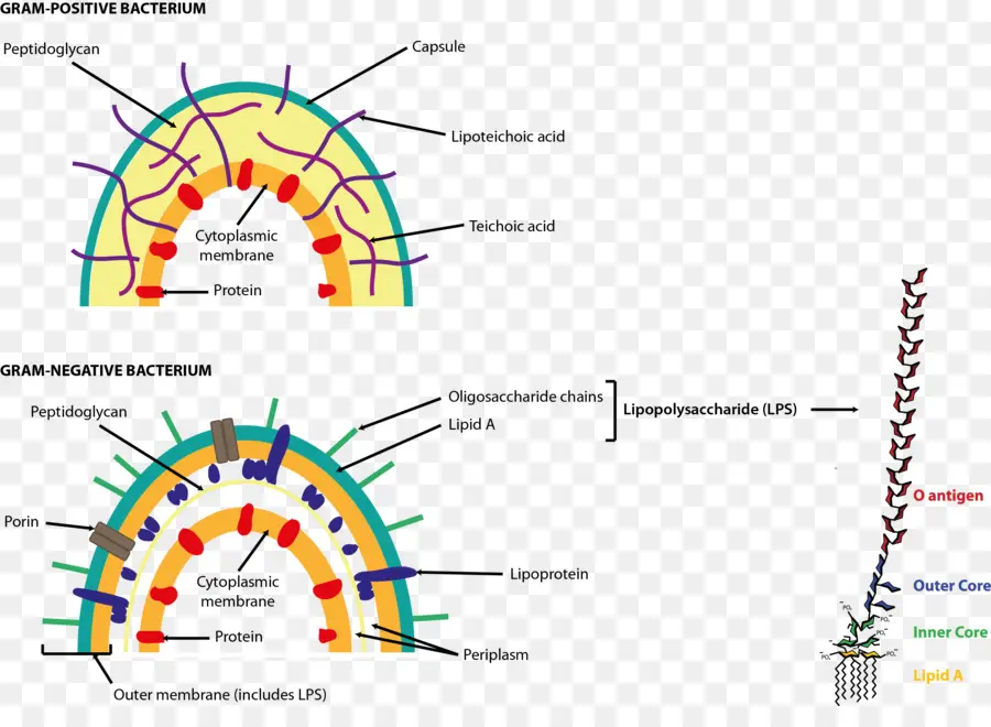 Struktur Sel Bakteri，Diagram PNG