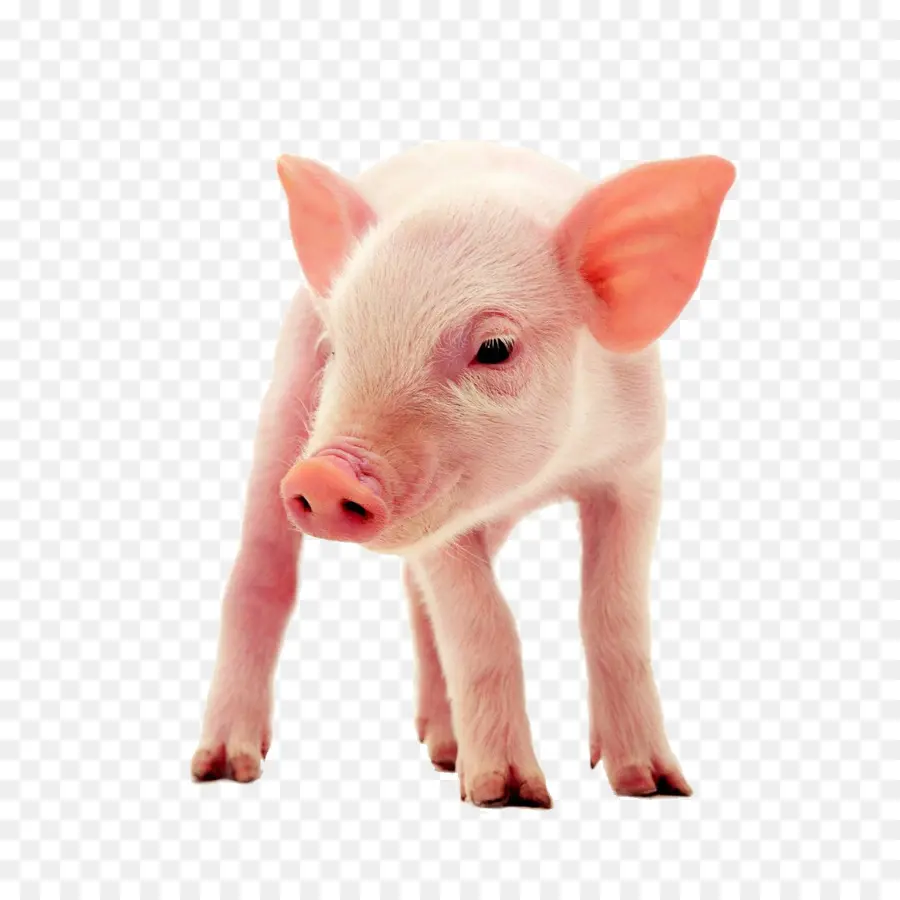 Babi，Peternakan PNG