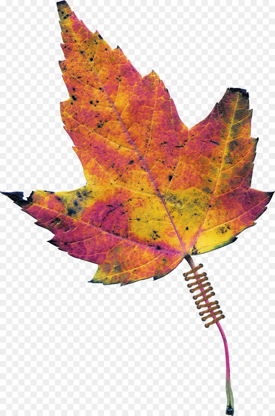 Maple，Daun Maple PNG