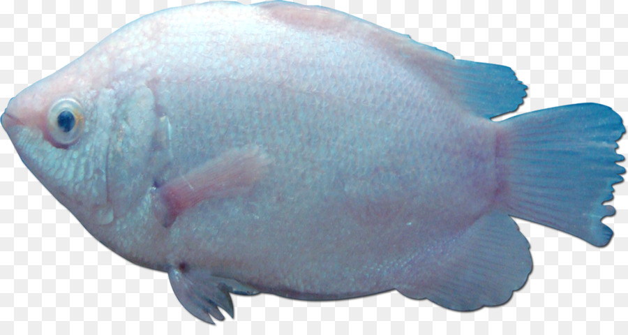 Ikan，Biologi Kelautan PNG