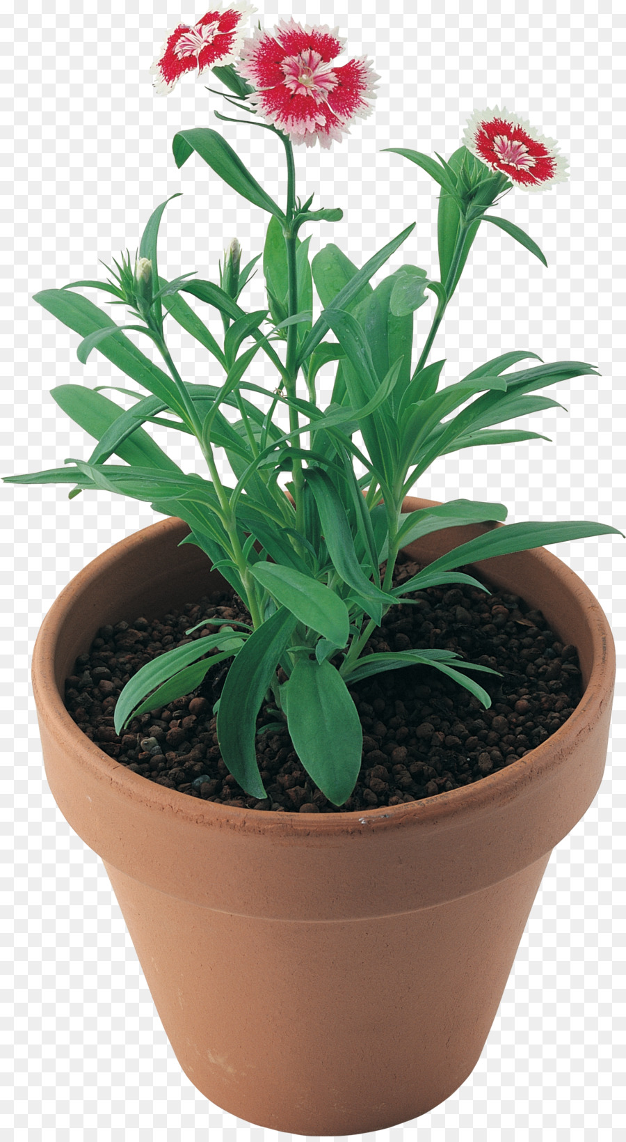 Pot Bunga，Bunga PNG