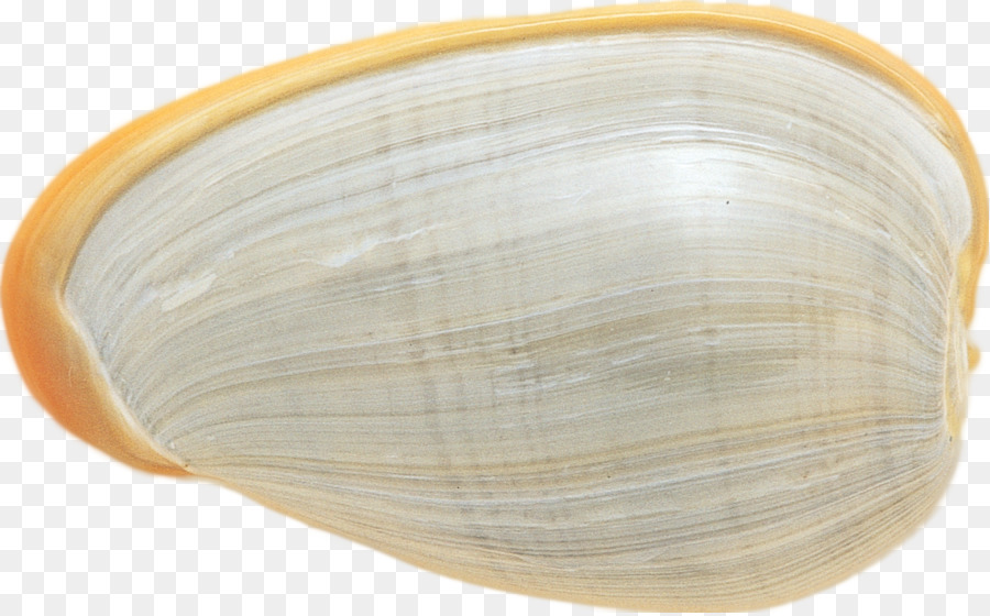 Kerang Laut，Kerang PNG