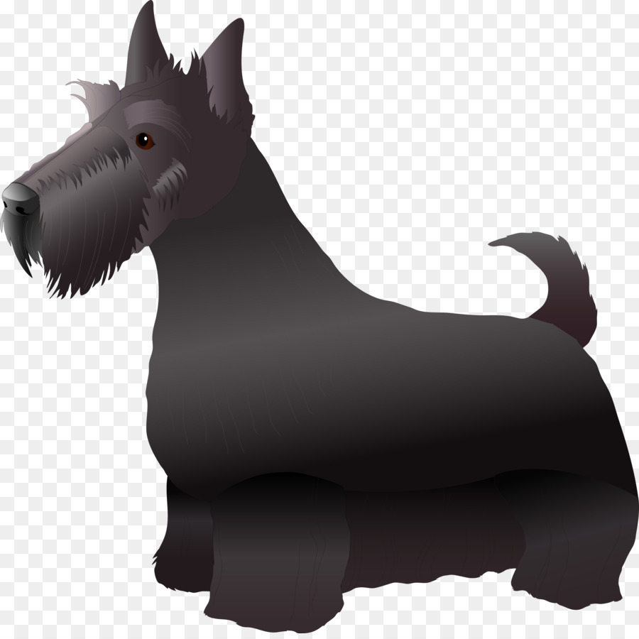 Terrier Skotlandia，Miniatur Schnauzer PNG