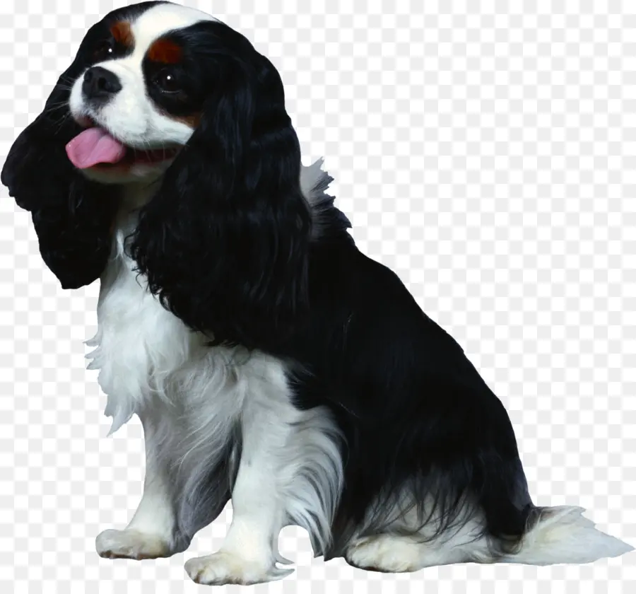 Raja Cavalier Charles Spaniel，Anjing PNG