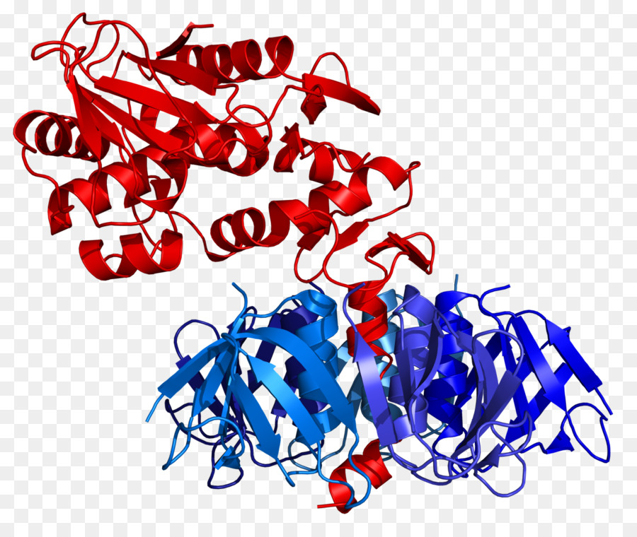 Struktur Protein，Molekul PNG