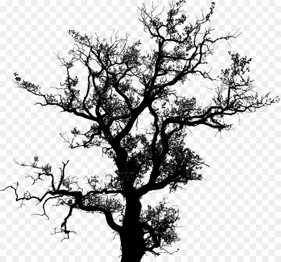  Pohon  Gambar Siluet  gambar png