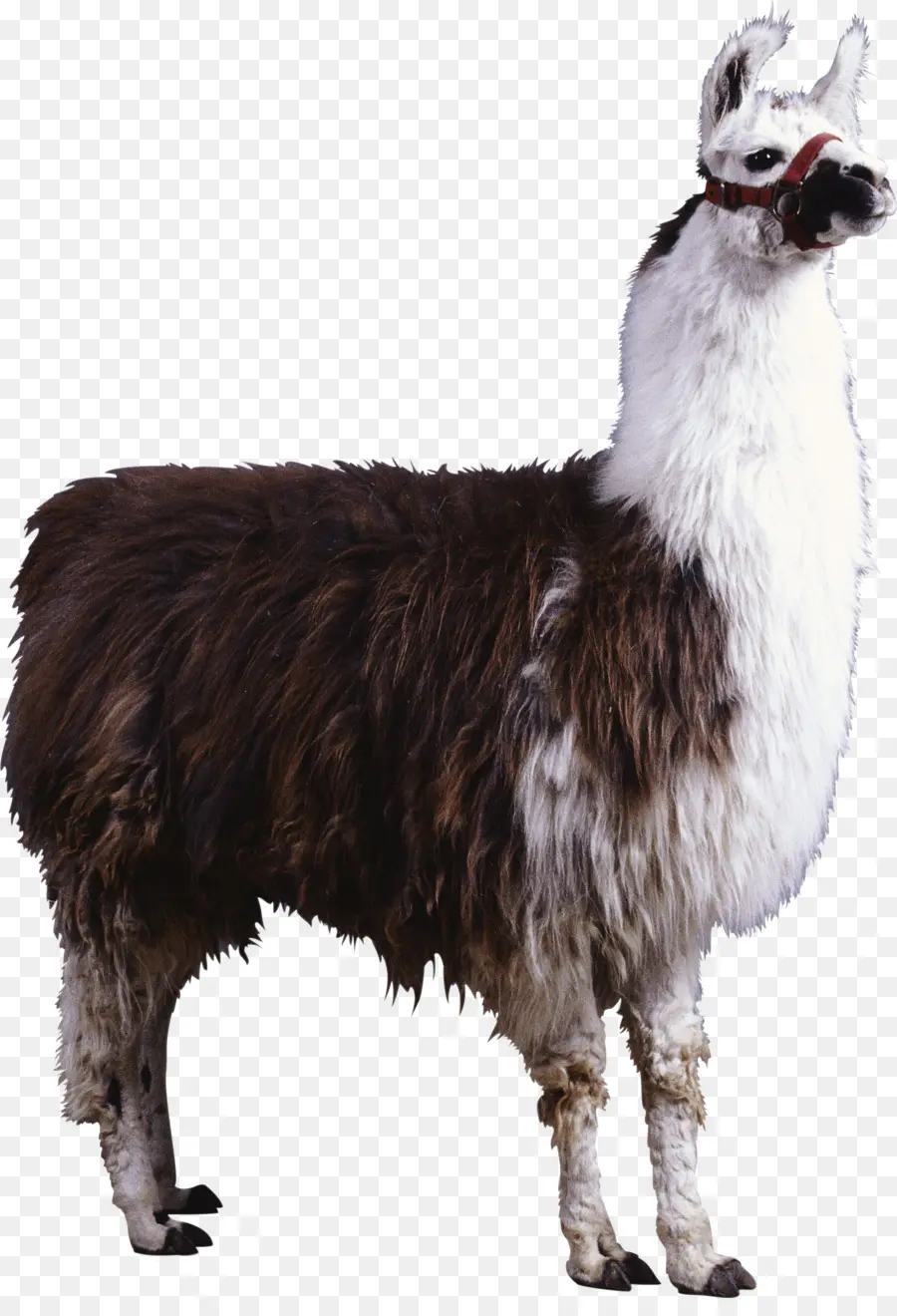 Lama，Wol PNG