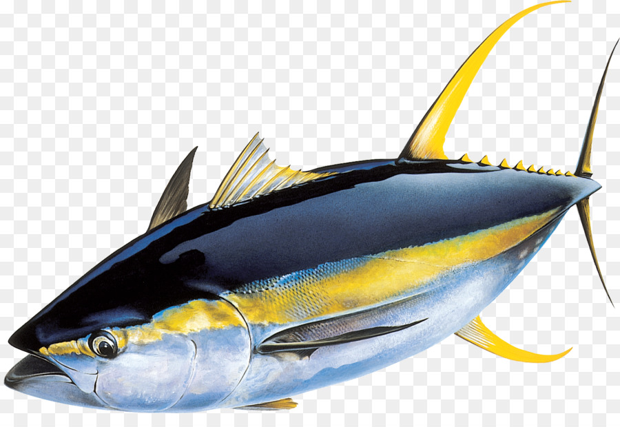 Madidihang Ikan Tuna Sirip Biru Atlantik Tuna Gambar Png