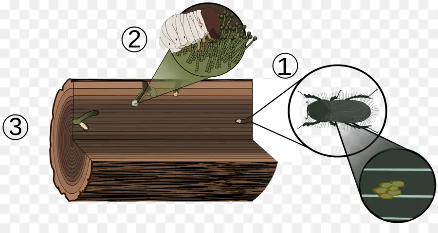 Kumbang，Biologis Siklus Hidup PNG