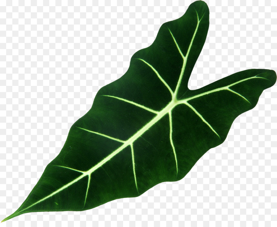 Daun Monstera，Tanaman PNG