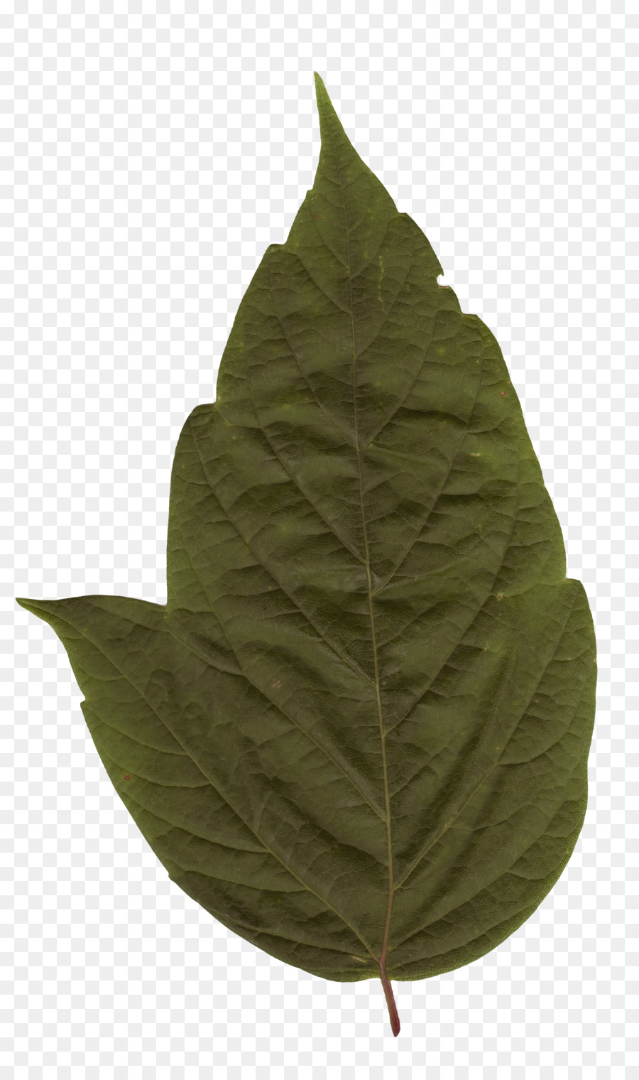 Daun，Hijau PNG