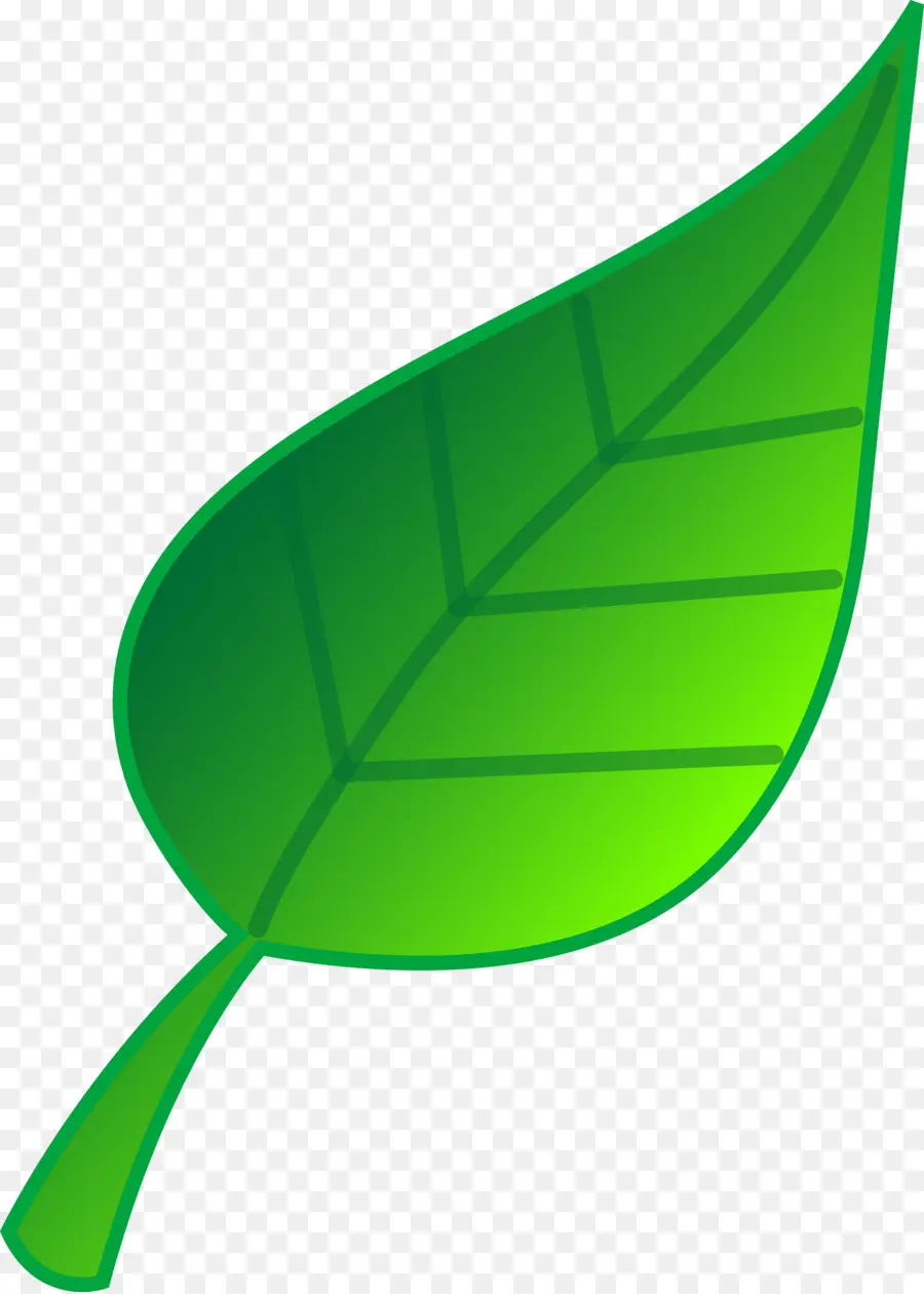 Daun，Daun Maple PNG