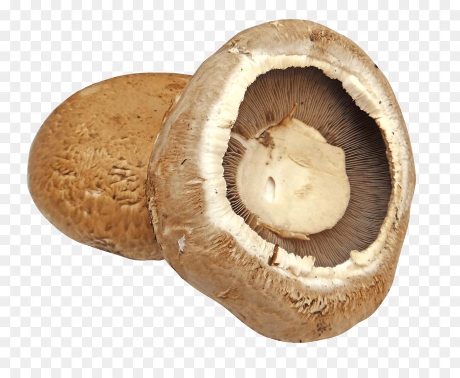 Jamur Umum，Jamur Yang Bisa Dimakan PNG