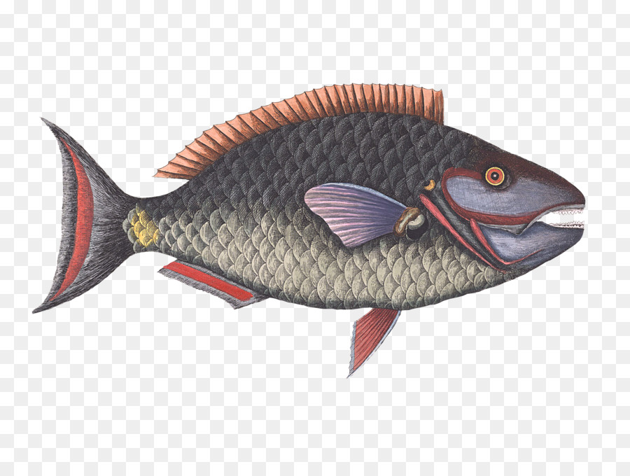 Ikan Kartun，Ikan PNG