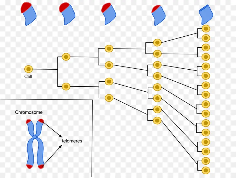 Diagram Pembelahan Sel，Kromosom PNG