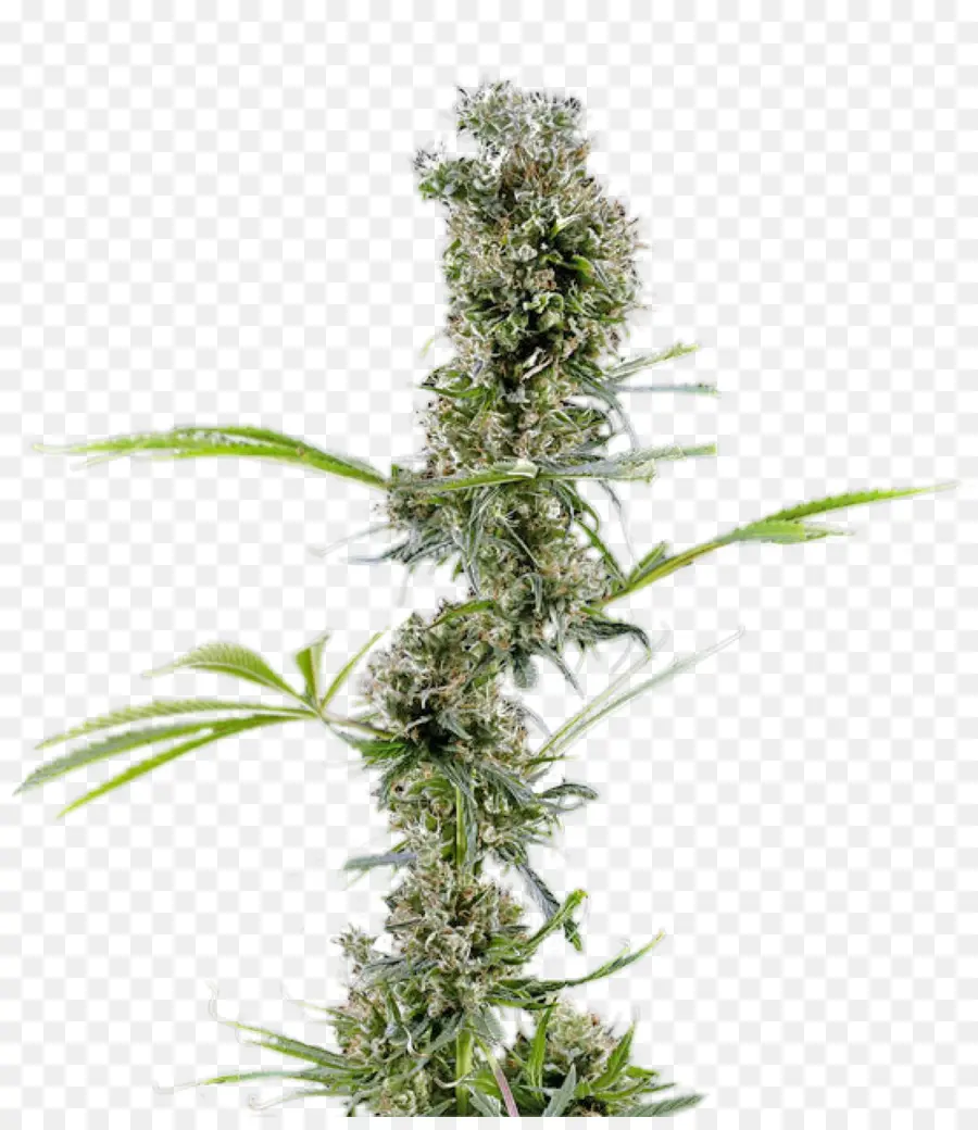 Ganja，Cannabaceae PNG