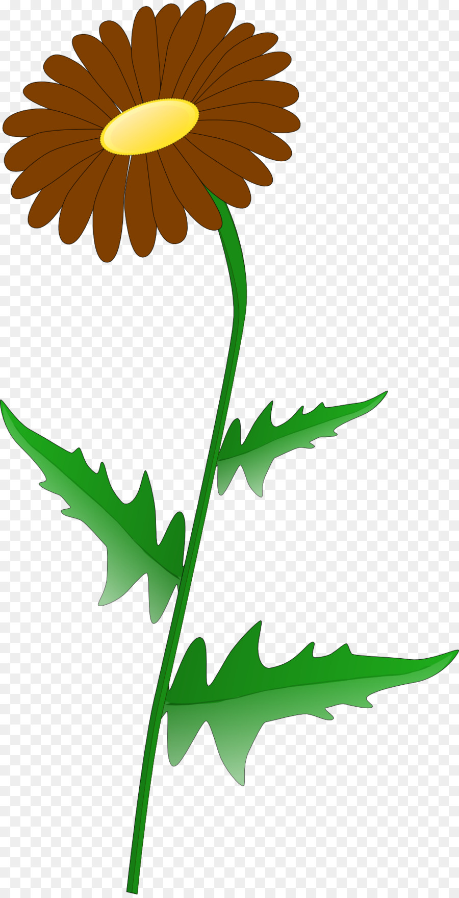 Daisy Umum，Desktop Wallpaper PNG