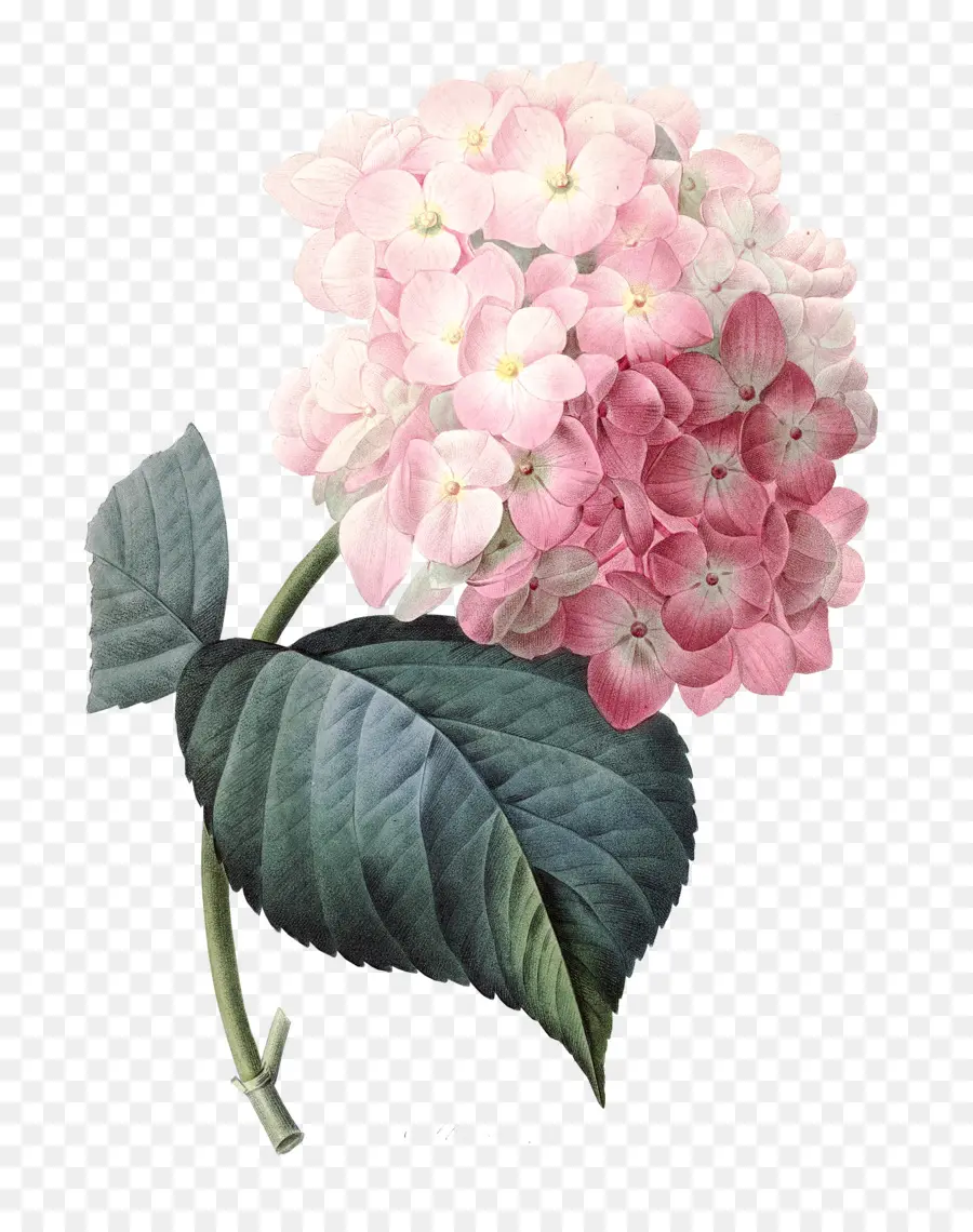Perancis Hydrangea，Bunga Merah Muda PNG
