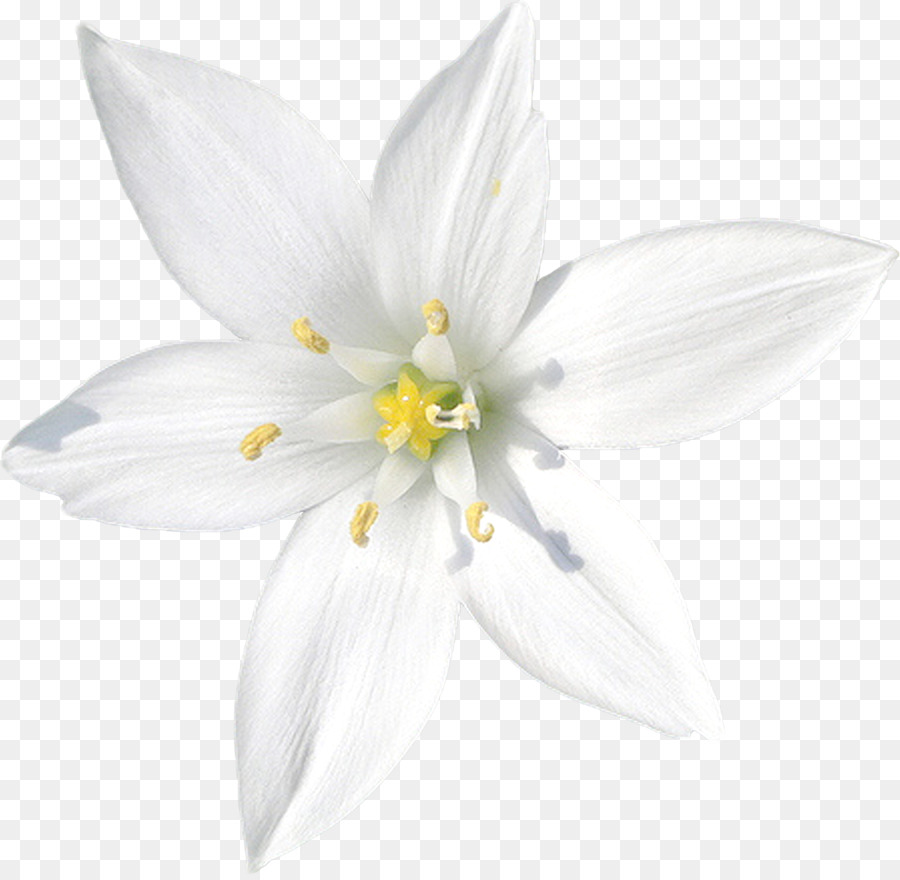 Lilium，Bunga PNG