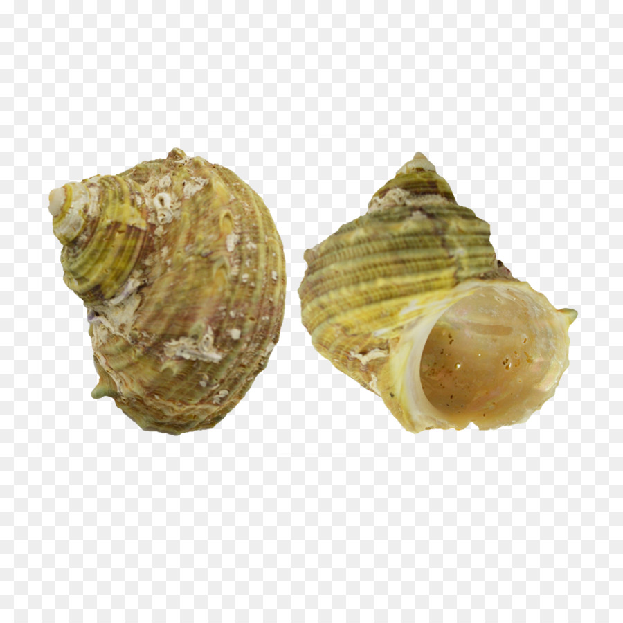 Kerang Laut，Kerang PNG