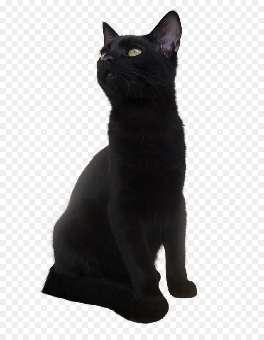 Kucing Hitam，Peliharaan PNG