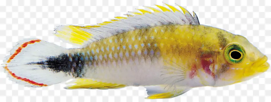 Ikan Kuning，Akuatik PNG