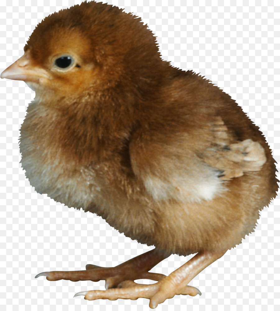 Anak Ayam，Burung PNG